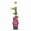 Clematis Ville de Lyon - Bosrank - Rood - Klimplant | 4 stuks
