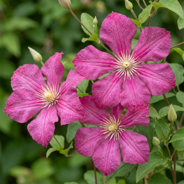 thumbnail_6000-195.png Clematis Ville de Lyon - Bosrank - Rood - Klimplant | 4 stuks