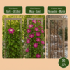Clematis Ville de Lyon - Bosrank - Rood - Klimplant | 4 stuks