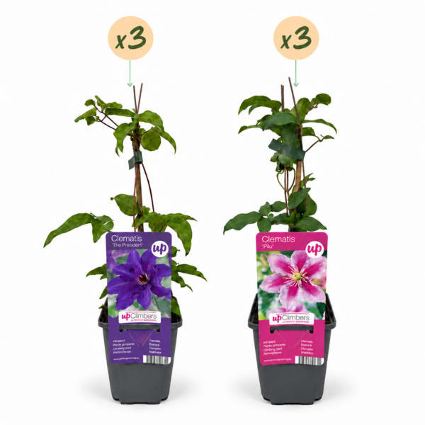 thumbnail_6000-199.png Clematis Duo Purple & Pink - Bosrank - Paars - Roze - Wit - Klimplant | 6 stuks