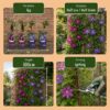 Clematis Duo Blue & Red - Bosrank Duo Blauw & Rood - Blauw - Rood - Klimplant | 2 stuks