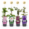 Clematis Rainbow - Bosrank - Paars - Rood - Roze - Wit - Klimplant | 12 stuks