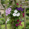 Clematis Rainbow - Bosrank - Paars - Rood - Roze - Wit - Klimplant | 12 stuks
