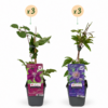Clematis Duo Blue & Red - Bosrank Duo Blauw & Rood - Blauw - Rood - Klimplant | 6 stuks