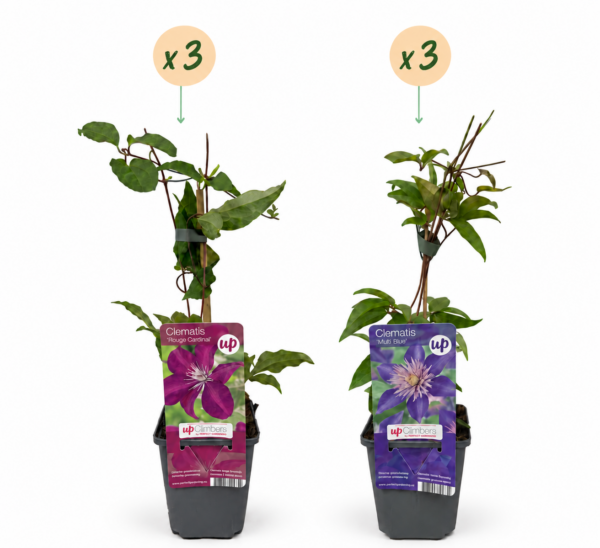 thumbnail_6000-208.png Clematis Duo Blue & Red - Bosrank Duo Blauw & Rood - Blauw - Rood - Klimplant | 6 stuks