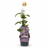 Clematis Justa - Bosrank - Licht Blauw - Klimplant | 6 stuks