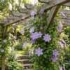 Clematis Justa - Bosrank - Licht Blauw - Klimplant | 6 stuks