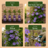 Clematis Justa - Bosrank - Licht Blauw - Klimplant | 6 stuks