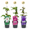 9x Clematis Tricolour - Driekleurige bosrank - Paars - Roze - Wit - Klimplant