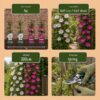Clematis Duo Pink & White - Bosrank - Wit - Roze - Klimplant | 12 stuks