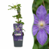 Clematis Multi Blue - Bosrank - Blauw - Klimplant | 4 stuks