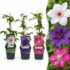 Clematis Tricolour - Driekleurige bosrank - Paars - Roze - Wit - Klimplant | 12 stuks