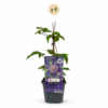 Clematis Multi Blue - Bosrank - Blauw - Klimplant | 4 stuks