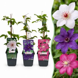 Clematis Tricolour - Driekleurige bosrank - Paars - Roze - Wit - Klimplant | 12 stuks