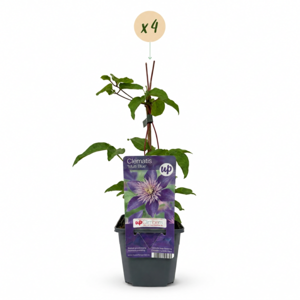 thumbnail_6000-28.png Clematis Multi Blue - Bosrank - Blauw - Klimplant | 4 stuks