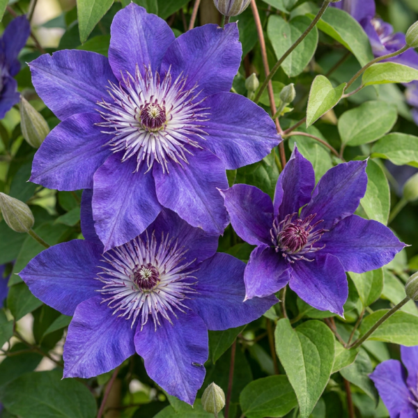 thumbnail_6000-29.png Clematis Multi Blue - Bosrank - Blauw - Klimplant | 4 stuks