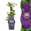 Clematis Viticella Polish Spirit - Bosrank - Paars - Klimplant | 4 stuks