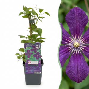 thumbnail_6000-3.png Clematis Viticella Polish Spirit - Bosrank - Paars - Klimplant | 4 stuks