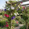 Clematis Tricolour - Driekleurige bosrank - Paars - Roze - Wit - Klimplant | 12 stuks