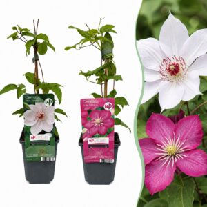 thumbnail_6000.jpg Clematis Duo Pink & White - Bosrank - Wit - Roze - Klimplant | 6 stuks