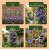 Clematis Multi Blue - Bosrank - Blauw - Klimplant | 4 stuks