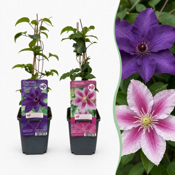 thumbnail_6000-31.jpg Clematis Duo Purple & Pink - Bosrank - Paars - Roze - Wit - Klimplant | 12 stuks