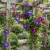 Clematis Duo Blue & Red - Bosrank Duo Blauw & Rood - Blauw - Rood - Klimplant | 12 stuks