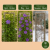 Clematis The President - Bosrank - Paars - Klimplant | 4 stuks