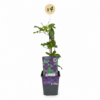 Clematis Viticella Polish Spirit - Bosrank - Paars - Klimplant | 4 stuks