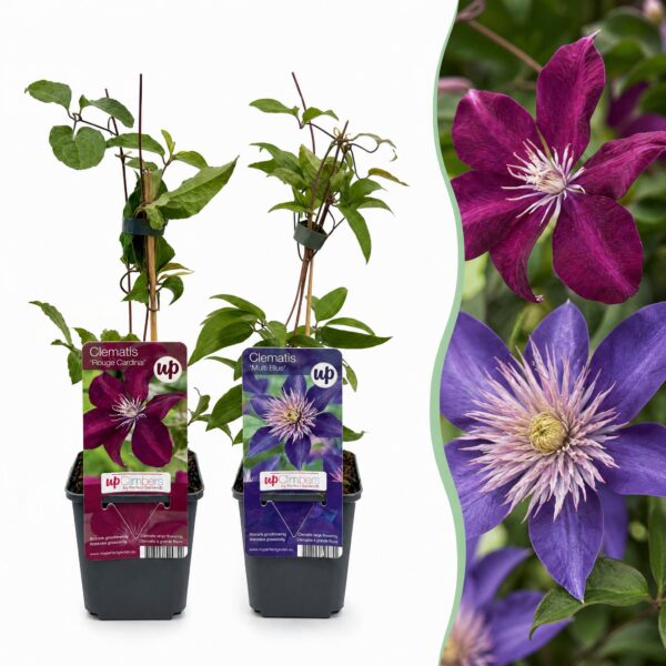 thumbnail_6000-43.jpg Clematis Duo Blue & Red - Bosrank Duo Blauw & Rood - Blauw - Rood - Klimplant | 6 stuks