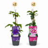 Clematis Duo Purple & Pink - Bosrank - Paars - Roze - Wit - Klimplant | 4 stuks