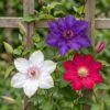 9x Clematis Tricolour - Driekleurige bosrank - Paars - Roze - Wit - Klimplant