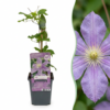 Clematis Justa - Bosrank - Licht Blauw - Klimplant | 4 stuks