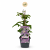 Clematis Justa - Bosrank - Licht Blauw - Klimplant | 4 stuks
