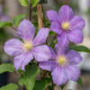 Clematis Justa - Bosrank - Licht Blauw - Klimplant | 4 stuks