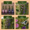 Clematis Duo Purple & Pink - Bosrank - Paars - Roze - Wit - Klimplant | 4 stuks