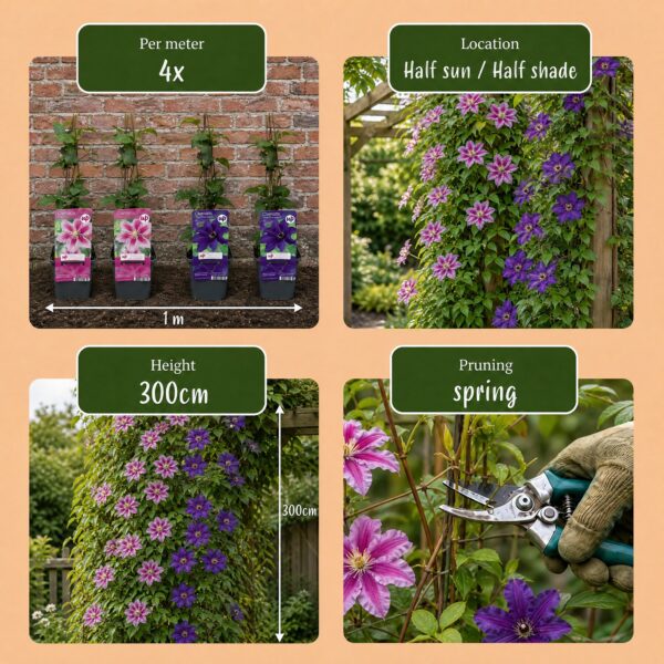 Clematis Duo Purple & Pink - Bosrank - Paars - Roze - Wit - Klimplant | 4 stuks