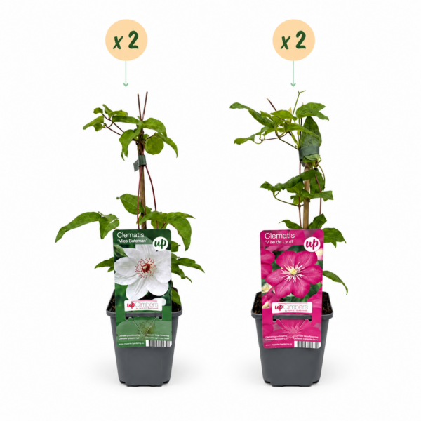 thumbnail_6000-62.png Clematis Duo Pink & White - Bosrank - Wit - Roze - Klimplant | 4 stuks