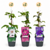 Clematis Tricolour - Driekleurige bosrank - Paars - Roze - Wit - Klimplant | 6 stuks