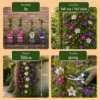 Clematis Tricolour - Driekleurige bosrank - Paars - Roze - Wit - Klimplant | 6 stuks