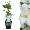 Clematis Jackmanii Huldine - Bosrank - Wit - Klimplant | 4 stuks