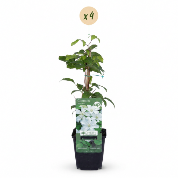 thumbnail_6000-69.png Clematis Jackmanii Huldine - Bosrank - Wit - Klimplant | 4 stuks