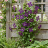 Clematis Viticella Polish Spirit - Bosrank - Paars - Klimplant | 4 stuks