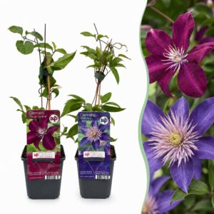 thumbnail_6000-7.jpg Clematis Duo Blue & Red - Bosrank Duo Blauw & Rood - Blauw - Rood - Klimplant | 4 stuks