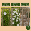 Clematis Jackmanii Huldine - Bosrank - Wit - Klimplant | 4 stuks