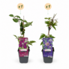 Clematis Duo Blue & Red - Bosrank Duo Blauw & Rood - Blauw - Rood - Klimplant | 2 stuks
