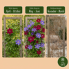 Clematis Duo Blue & Red - Bosrank Duo Blauw & Rood - Blauw - Rood - Klimplant | 2 stuks