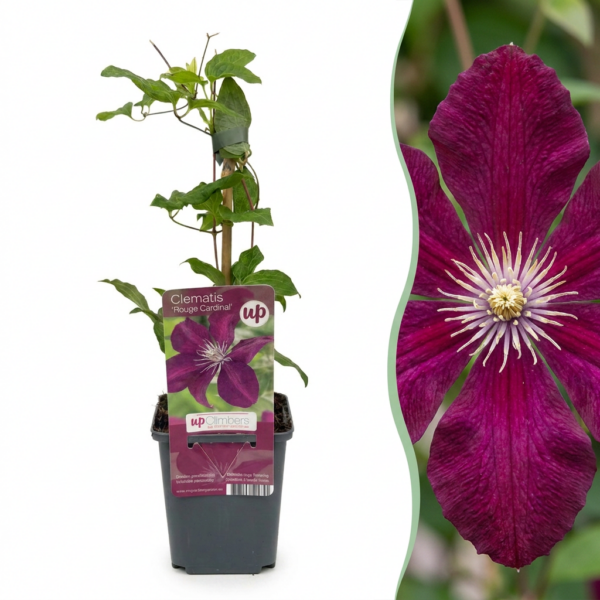 thumbnail_6000-76.png Clematis Rouge Cardinal - Klimroos Rouge Cardinal - Rood - Klimplant | 2 stuks
