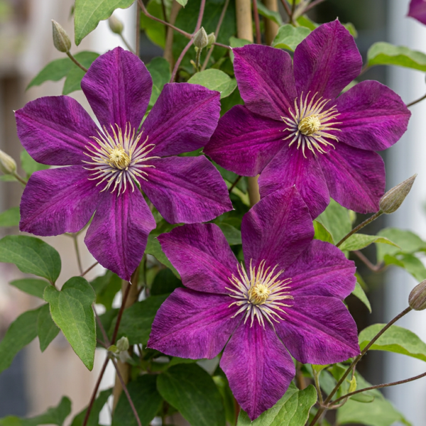 thumbnail_6000-78.png Clematis Rouge Cardinal - Klimroos Rouge Cardinal - Rood - Klimplant | 2 stuks