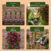 Clematis Rouge Cardinal - Klimroos Rouge Cardinal - Rood - Klimplant | 2 stuks